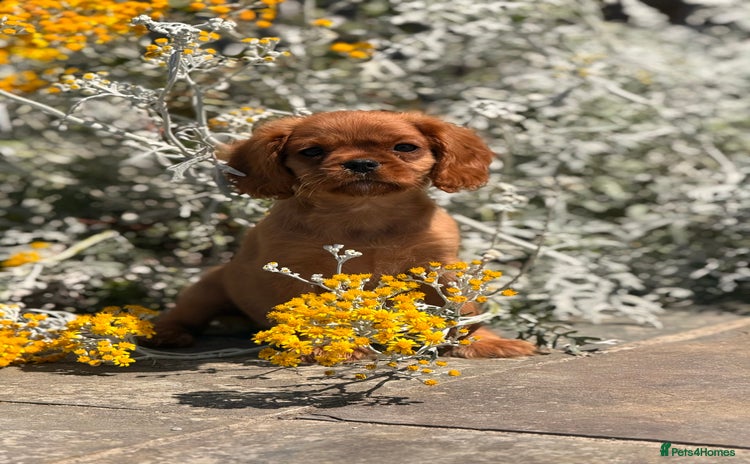 Cavalier King Charles Spaniel dogs - Advert 4