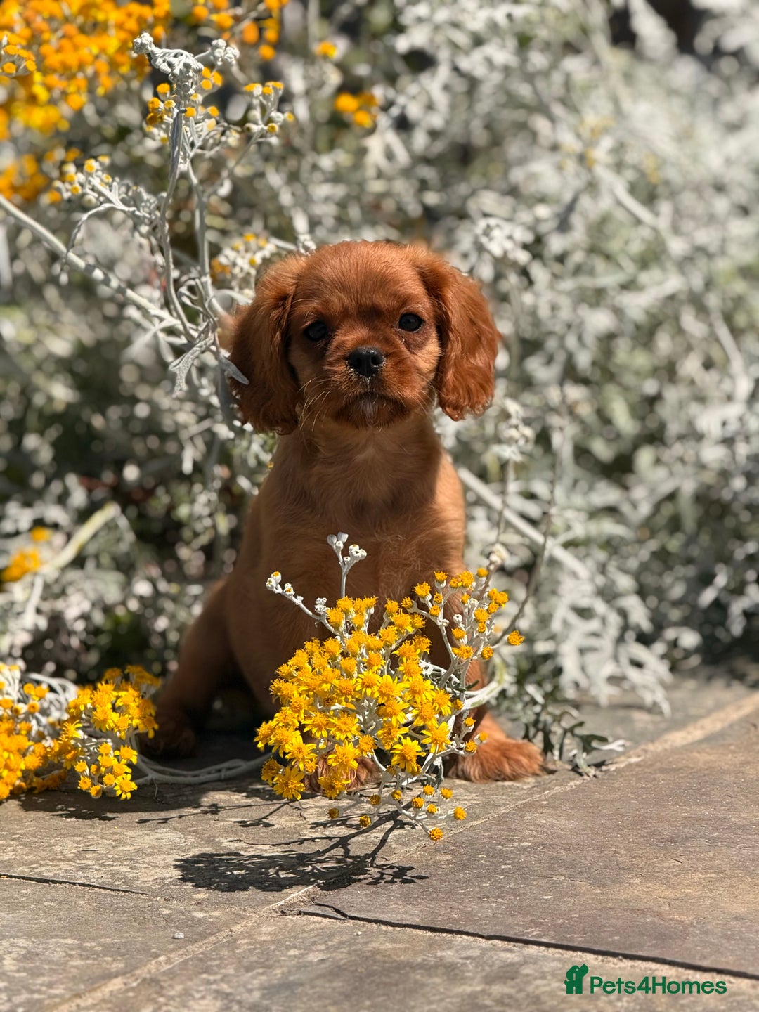 Cavalier King Charles Spaniel dogs for sale:  Gorgeous litter of ruby and black and tan  - Image 1