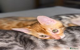 Bengal cats for sale: Beautiful Bengal Kittens ❤️  - Image 10