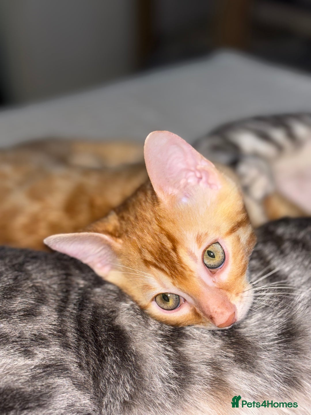 Bengal cats for sale: Beautiful Bengal Kittens ❤️  - Image 10
