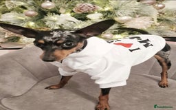 Miniature Pinscher dogs for sale: Miniature pinscher  - Image 2