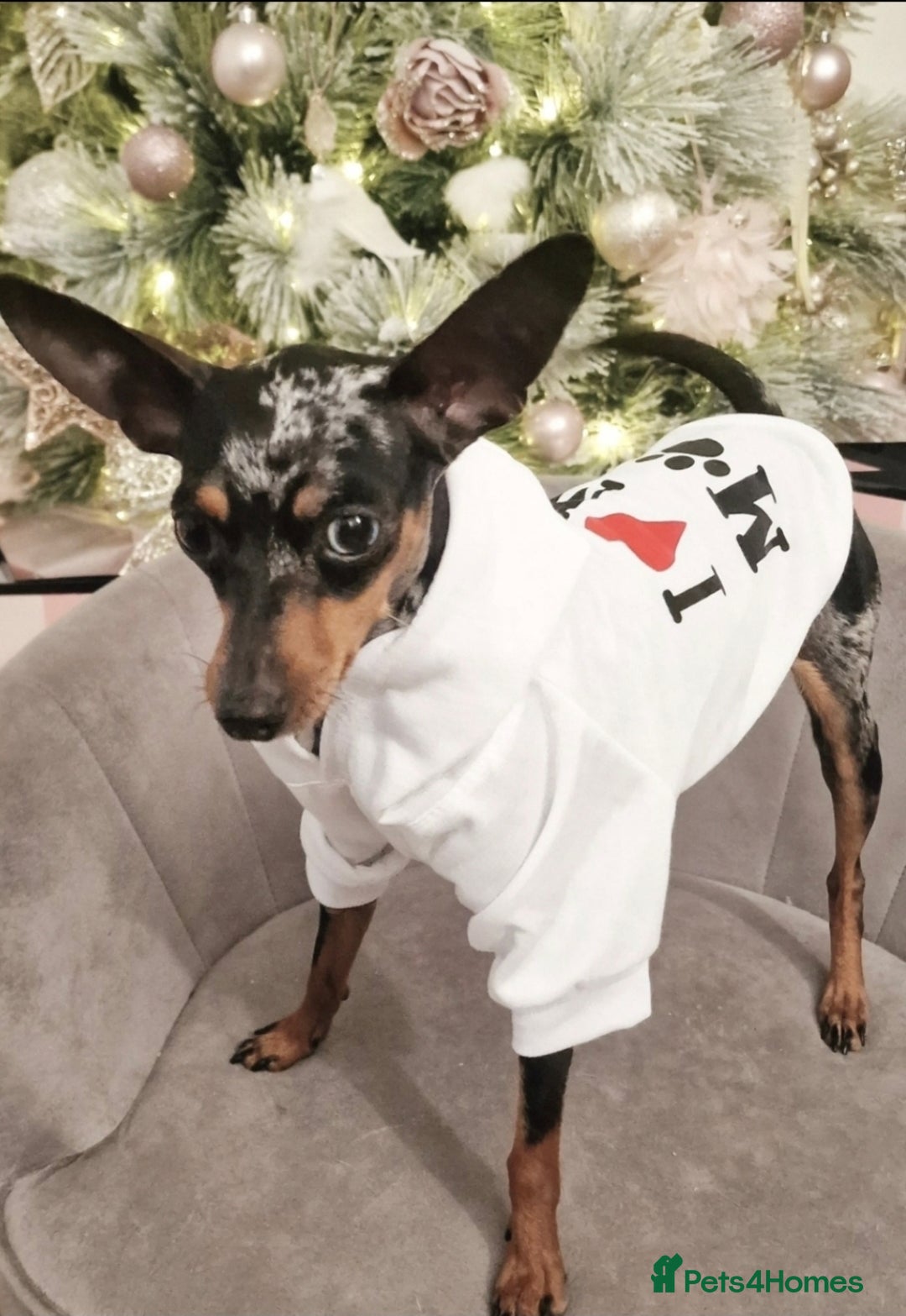 Miniature Pinscher dogs for sale: Miniature pinscher  - Image 2
