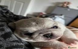 Pug dogs for stud: KC reg silver pug for stud  in Wolverhampton - Image 15
