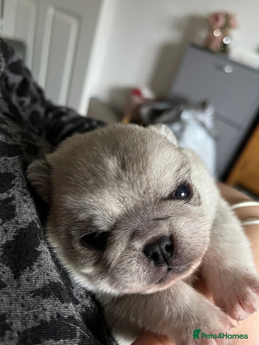 Pug dogs for stud: KC reg silver pug for stud  in Wolverhampton - Image 15