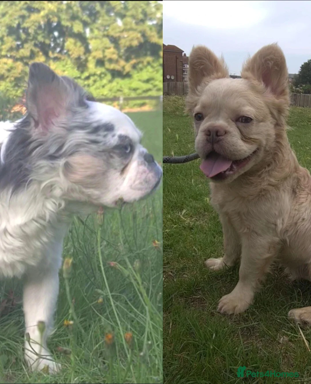 French Bulldog dogs for stud: 🐾 IC1 – Visual Fluffy🧸 | Proven Stud✅️ 🎨✨ in Beckenham - Advert 6