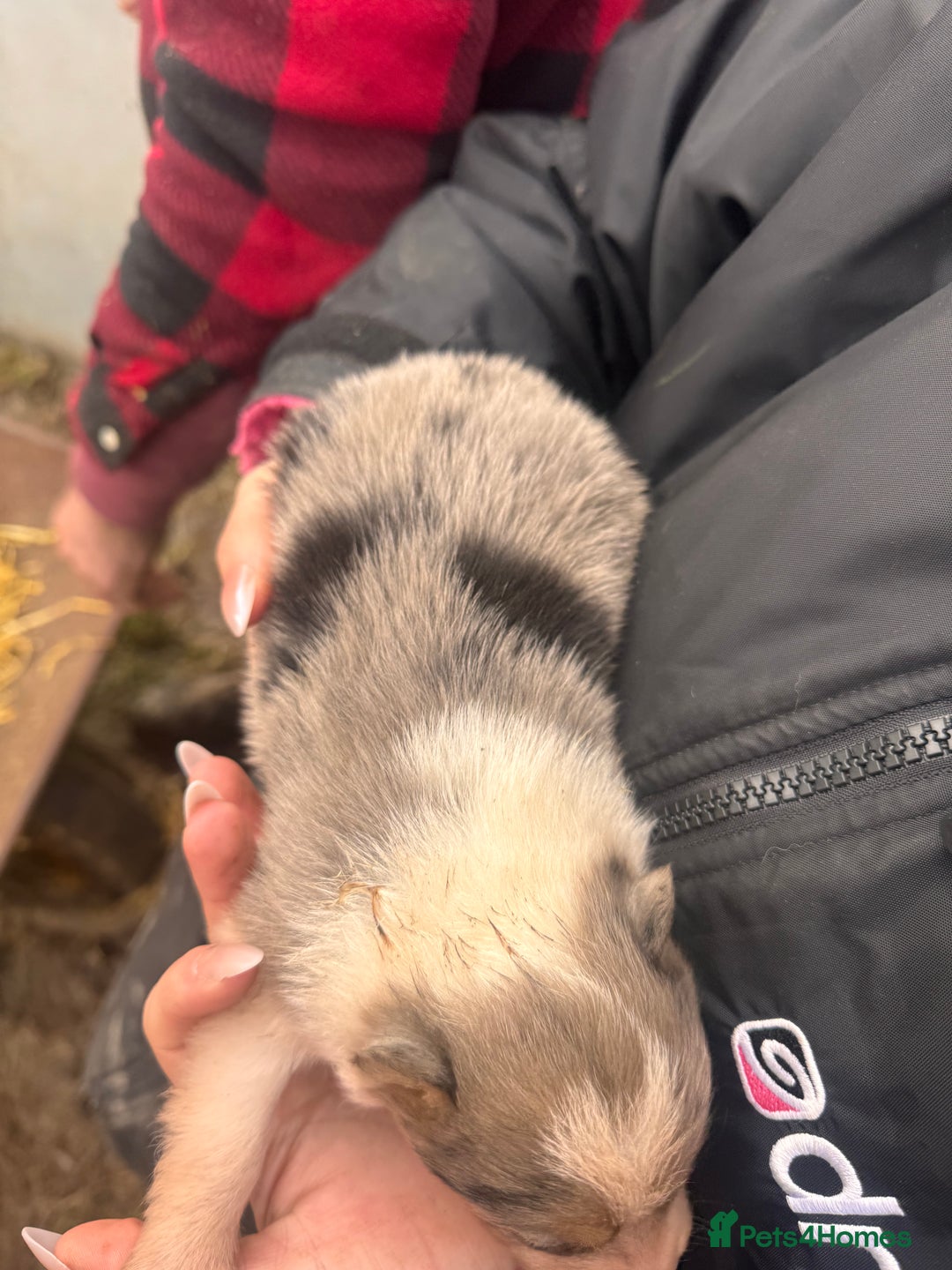 Border Collie dogs for sale: Blue merle collies - Advert 17