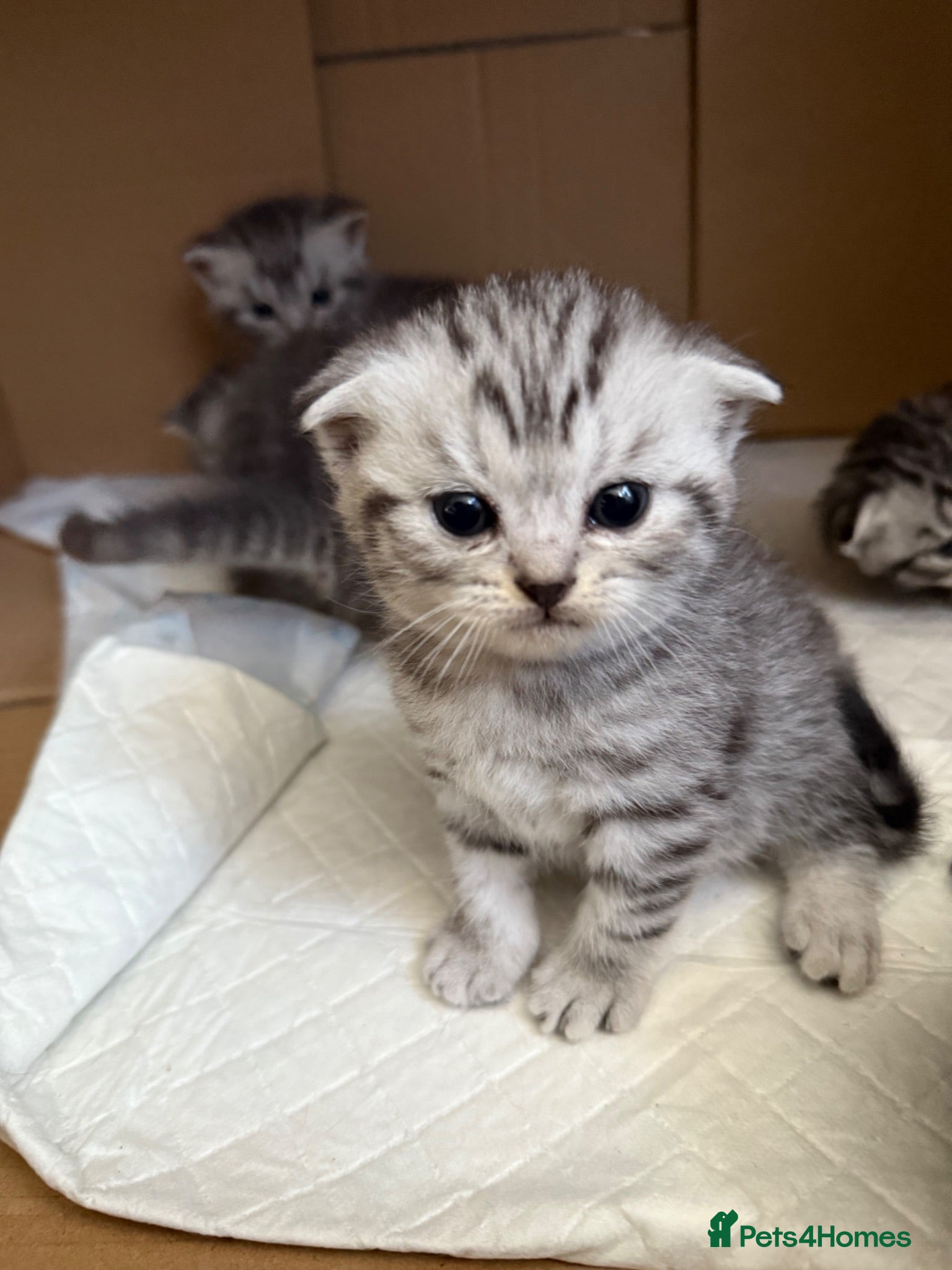 British Shorthair cats Straight/fold ears tabby kittens - Advert 1