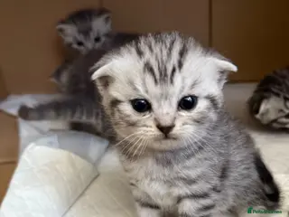 British Shorthair cats Straight/fold ears tabby kittens - Advert 1