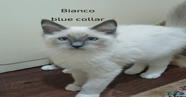 Ragdoll cats - Advert 1