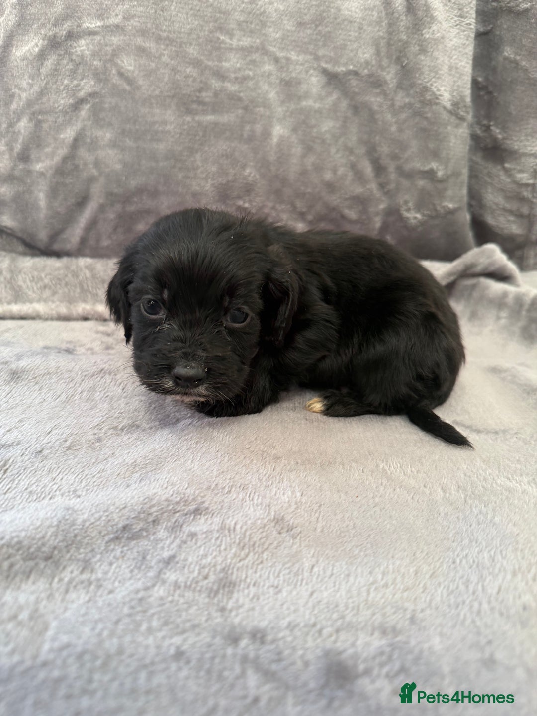 Cocker Spaniel dogs for sale: Cocker spaniel pups  - Advert 6