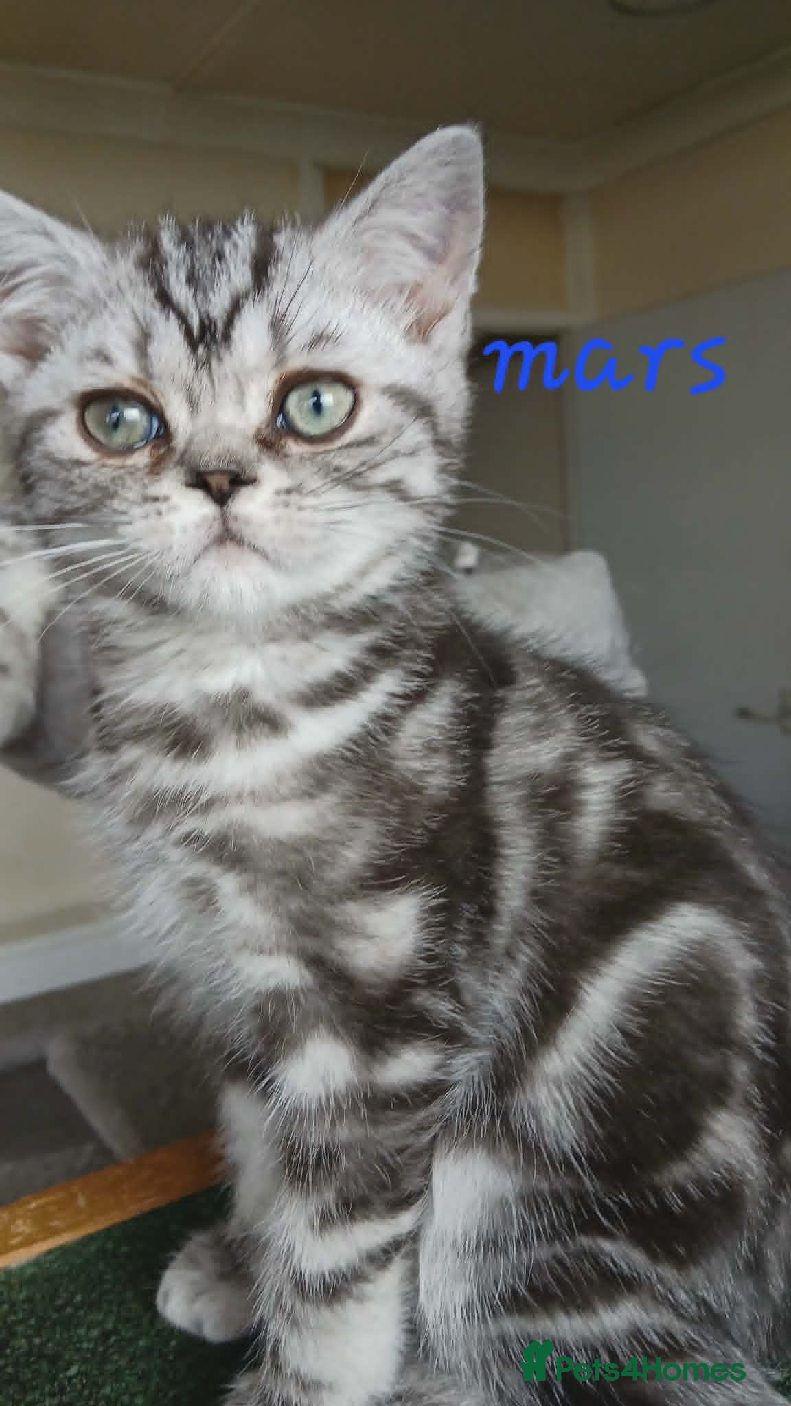 British Shorthair cats Bsh. Silver Classic Tabby. BOY. - Advert 8