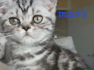 British Shorthair cats Bsh. Silver Classic Tabby. BOY. - Advert 8