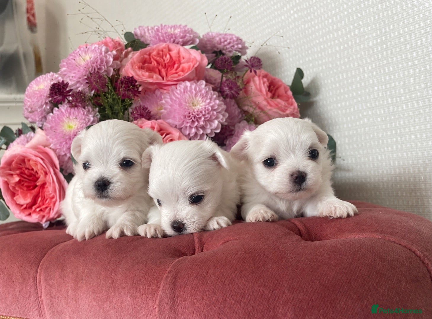 Maltese dogs Beautiful KC reg.Maltese puppies  - Advert 7