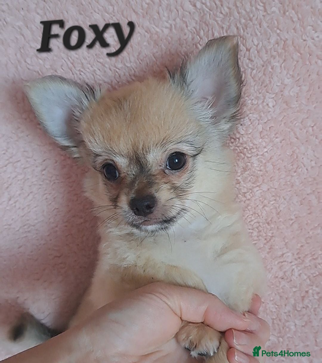 Chihuahua dogs Long Coat Chihuahua pups - Advert 4