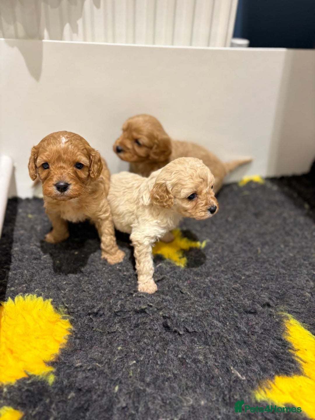 Cavapoo dogs for sale: Beautiful Cavapoo F1BB - Advert 3