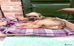 Border Terrier dogs for sale: KC Reg baby border 12 weeks FULLY Vaccinated - Image 11