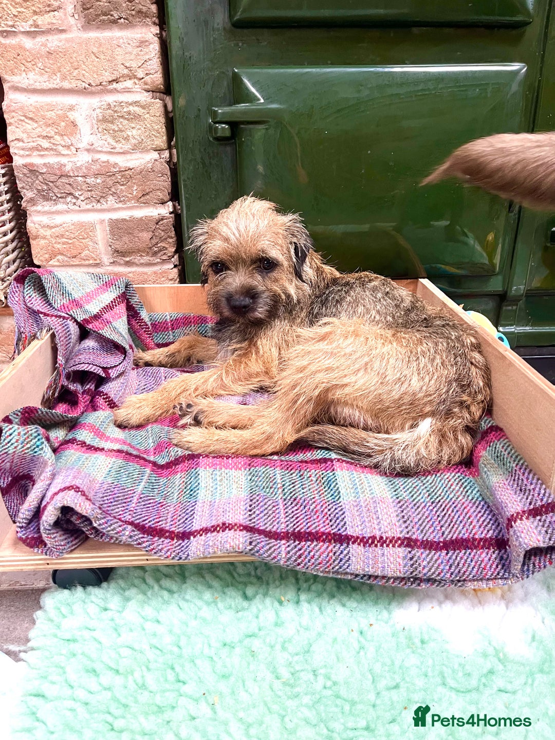 Border Terrier dogs for sale: KC Reg baby border 12 weeks FULLY Vaccinated - Image 11