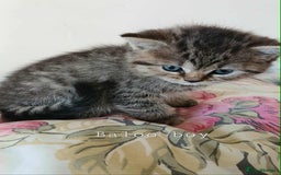 British Shorthair cats for sale: Bsh and Scottish straight mix - Image 8
