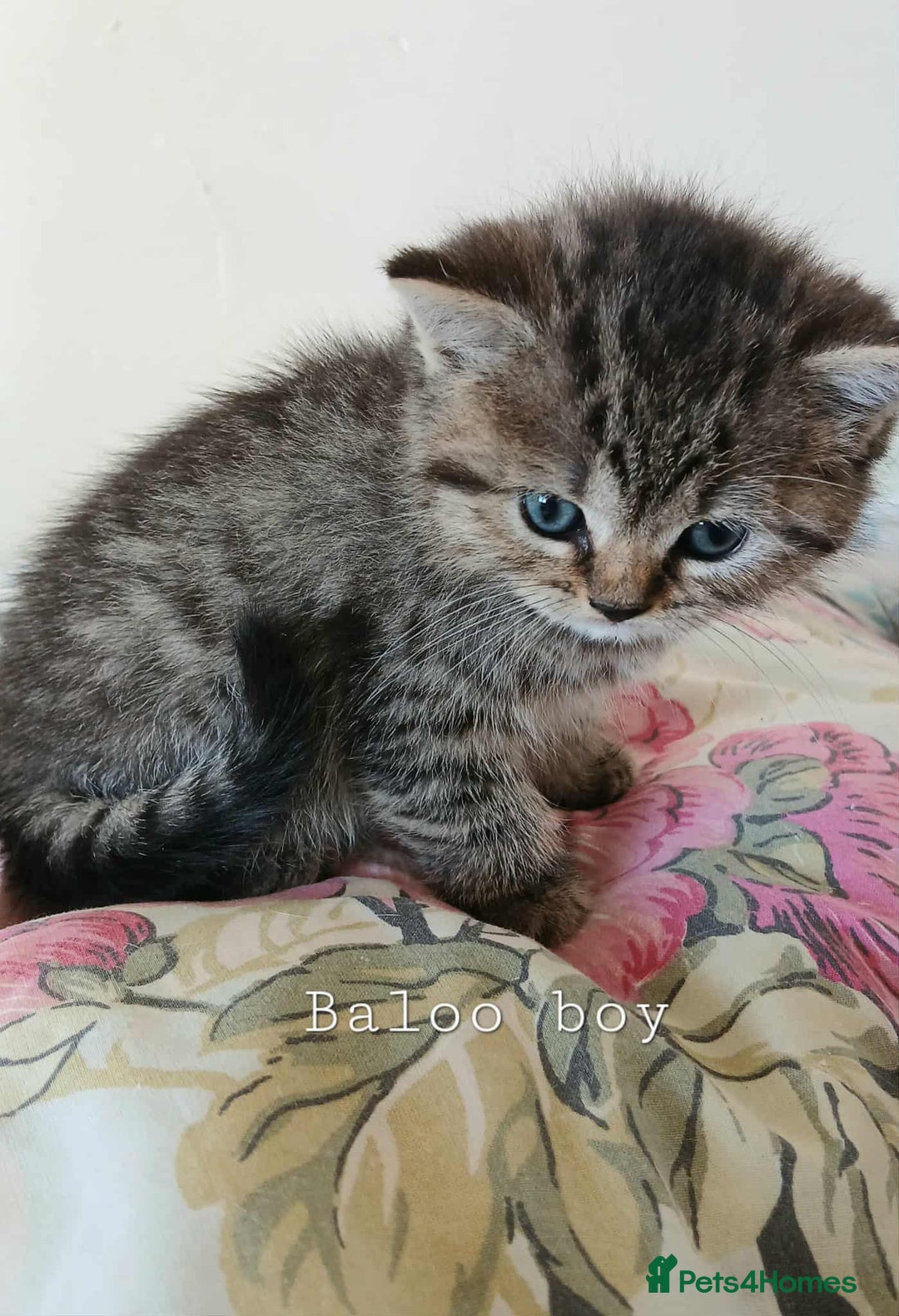 British Shorthair cats for sale: Bsh and Scottish straight mix - Image 8