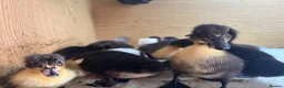 Mixed Breed poultry for sale: Cayuga x Indian Runner Ducklings - Advert 2