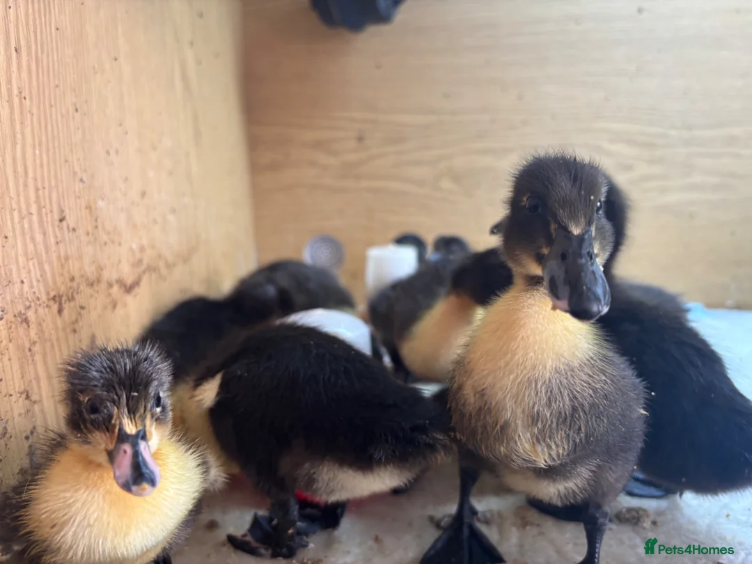 Mixed Breed poultry for sale: Cayuga x Indian Runner Ducklings - Advert 2