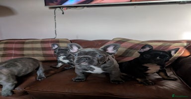 French Bulldog dogs French bulldog pups - Advert 16