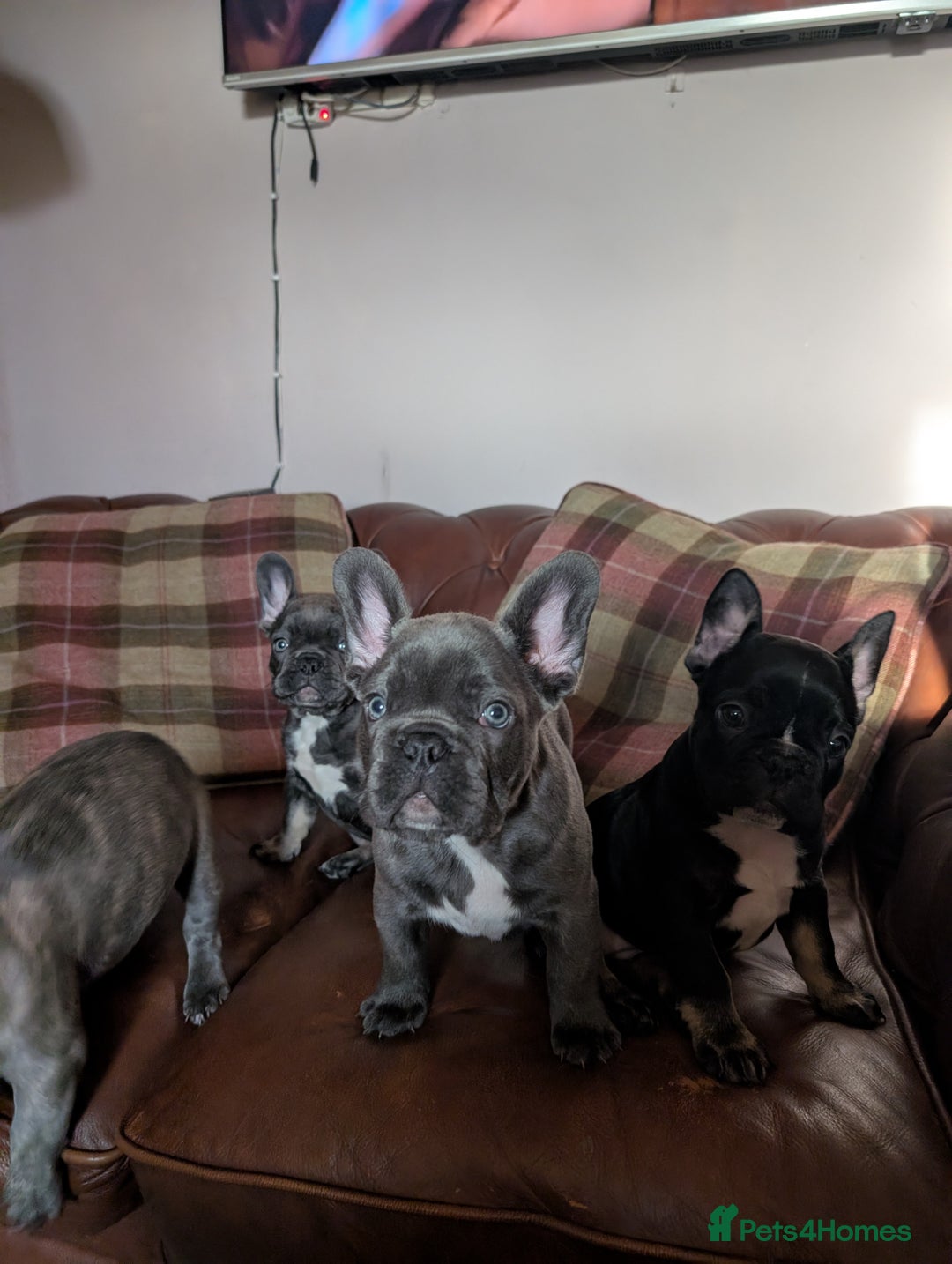 French Bulldog dogs for sale: French bulldog pups - Advert 3
