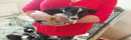 Mixed Breed dogs for sale: 8 healthy active collie pups in Cramlington - Advert 9