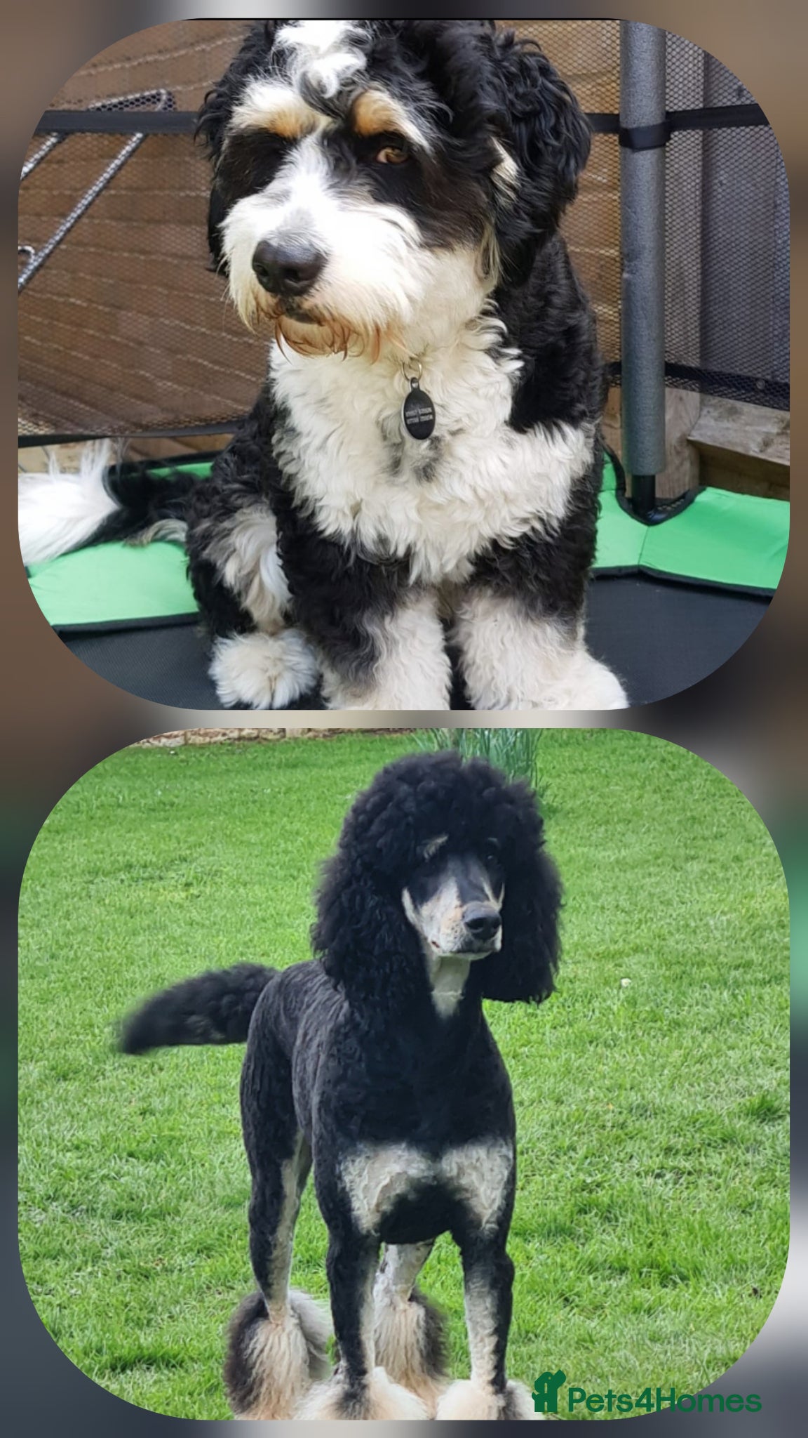 Bernedoodle dogs 🐾🐾 WAITING LIST..MIDI BERNEDOODLES 🐾🐾 - Advert 1