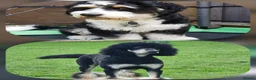 Bernedoodle dogs for sale: 🐾🐾 MIDI BERNEDOODLES 🐾🐾 - Advert 4
