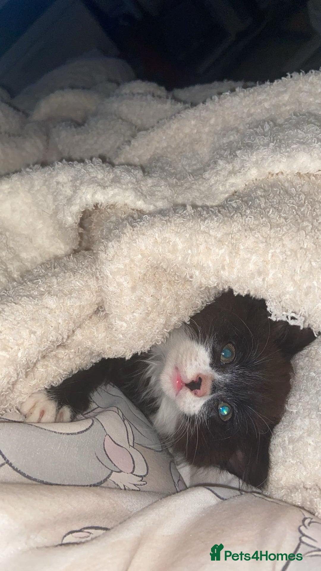 British Longhair cats for sale: kittens for sale (please read description❤️) - Image 4