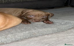 American Bully dogs for sale: Male American bully - Image 4