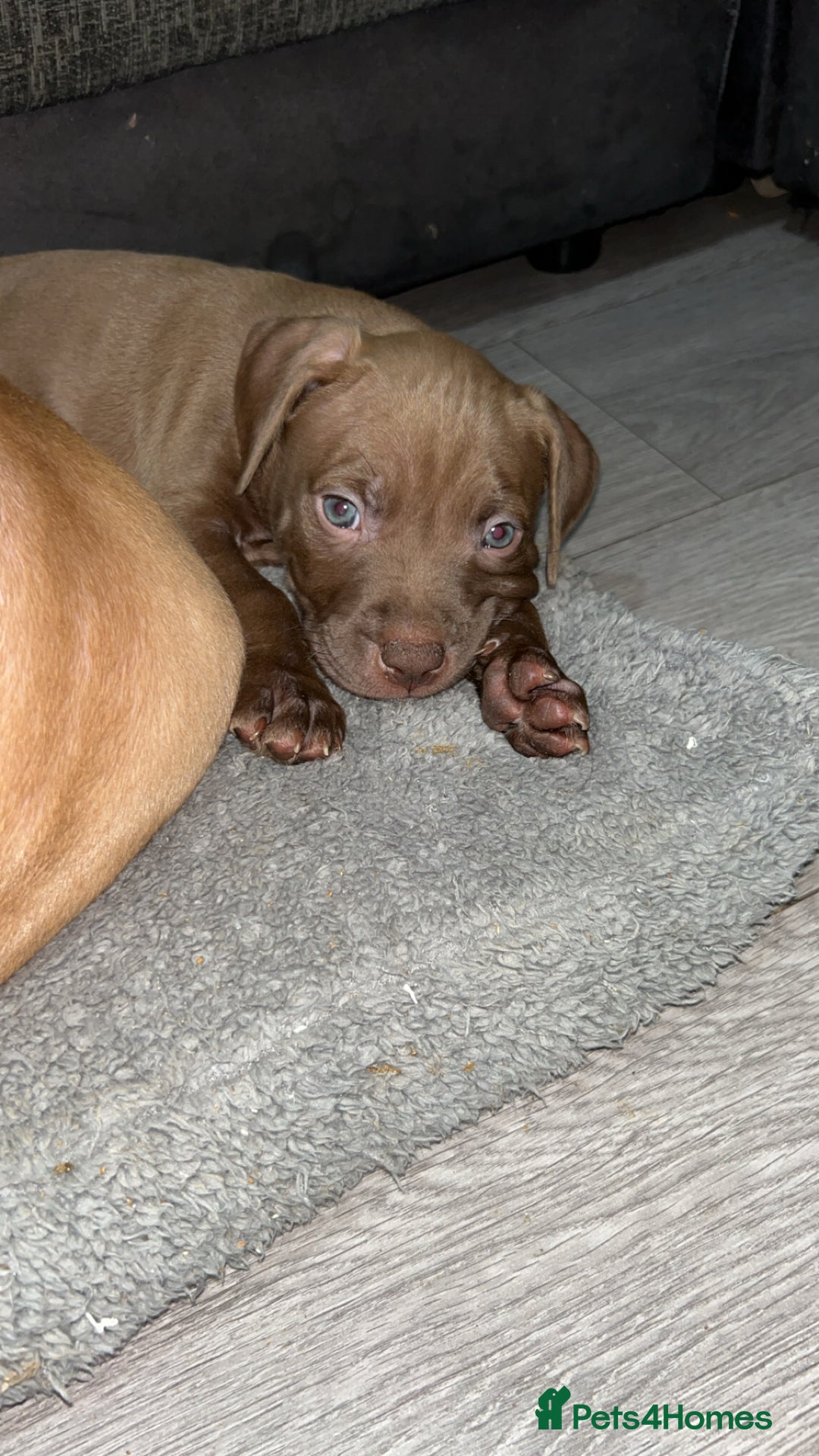 American Bully dogs for sale: Male American bully - Image 4