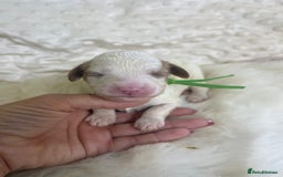 Cavapoo dogs for sale: Top Class Extensively tested F1b Toy Cavapoo pups - Image 29
