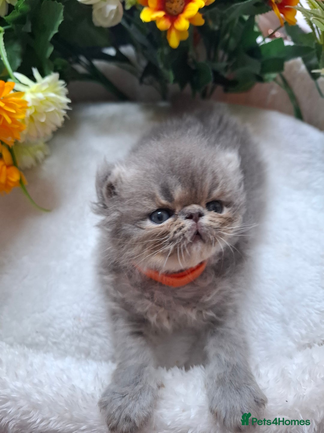 Persian cats for sale: Blue Persian kittens  - Image 5