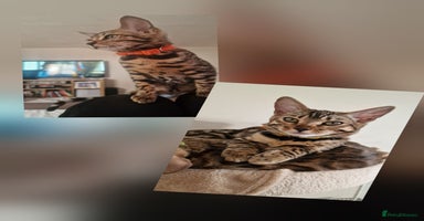 Bengal cats - Advert 16