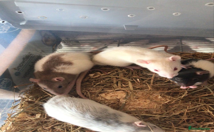 Rat rodents - Advert 1