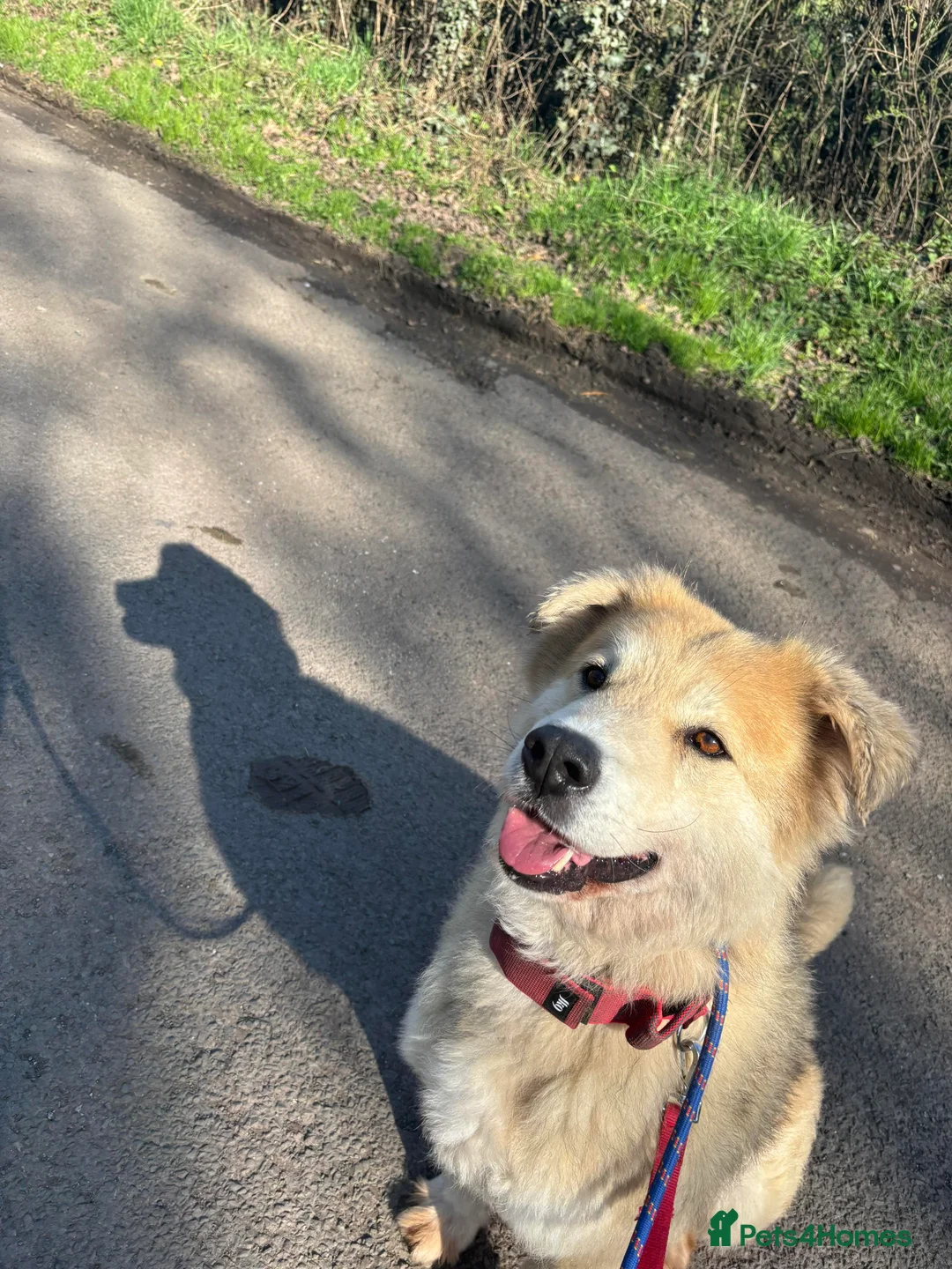 Mixed Breed dogs for adoption: Meet Paddy, currently residing in Cheshire  in Nantwich - Advert 11