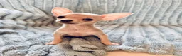 Chihuahua dogs for sale: Tiny silver male chihuahua pup - Advert 3