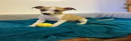 Whippet dogs for sale: Whippet  - Advert 12