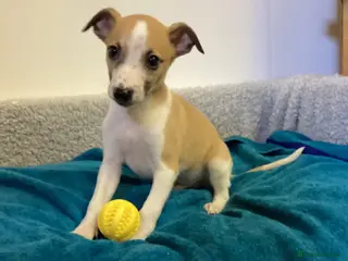Whippet dogs Whippet - Advert 10