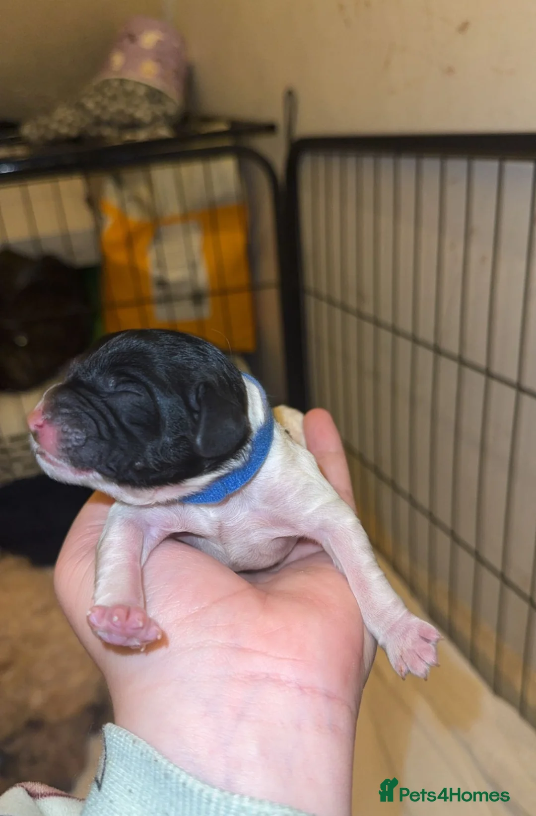 Cockapoo dogs for stud: PROVEN Chocolate brown cockapoo for stud in Boston - Advert 11