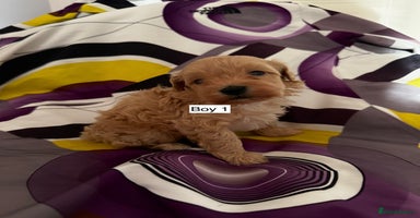Maltipoo dogs - Advert 2