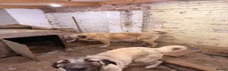 Turkish Kangal dogs for sale: Kangal female for sale - Advert 1