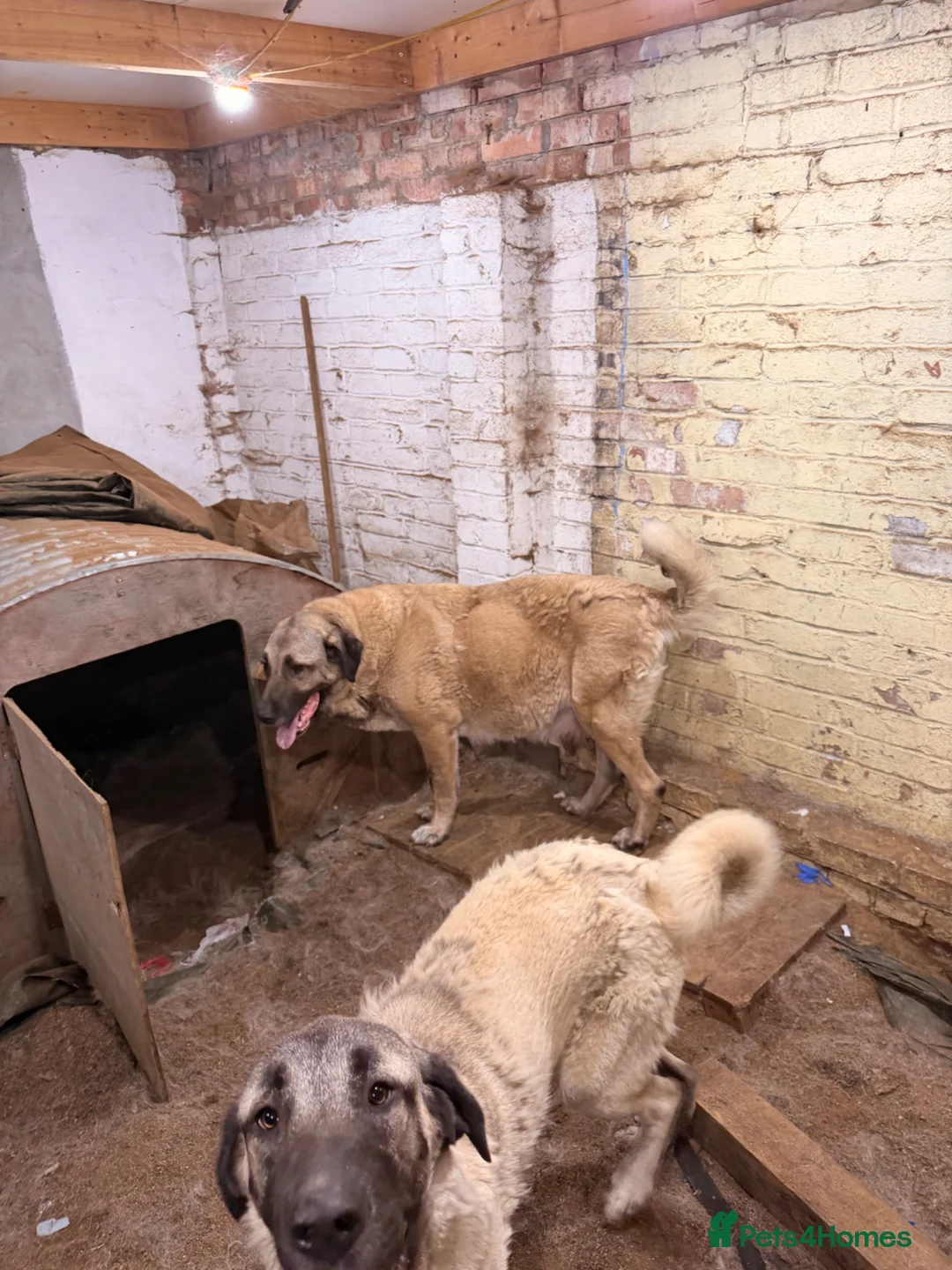 Turkish Kangal dogs for sale: Kangal female for sale - Advert 1