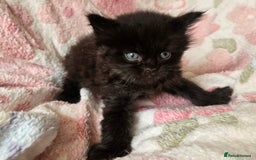Maine Coon cats for sale: Beautiful playful Maine Coon kittens  - Image 38