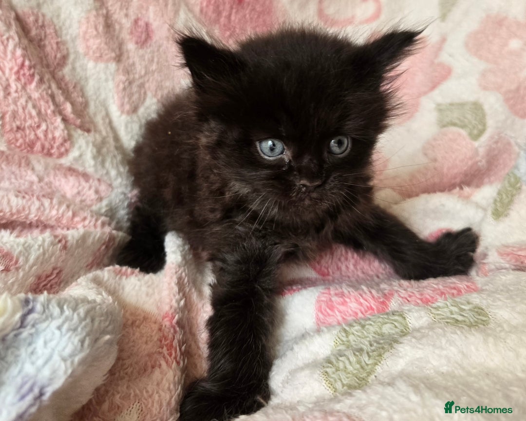 Maine Coon cats for sale: Beautiful playful Maine Coon kittens  - Image 38