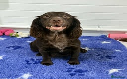 Cocker Spaniel dogs for sale: Working cocker spaniels - Image 22