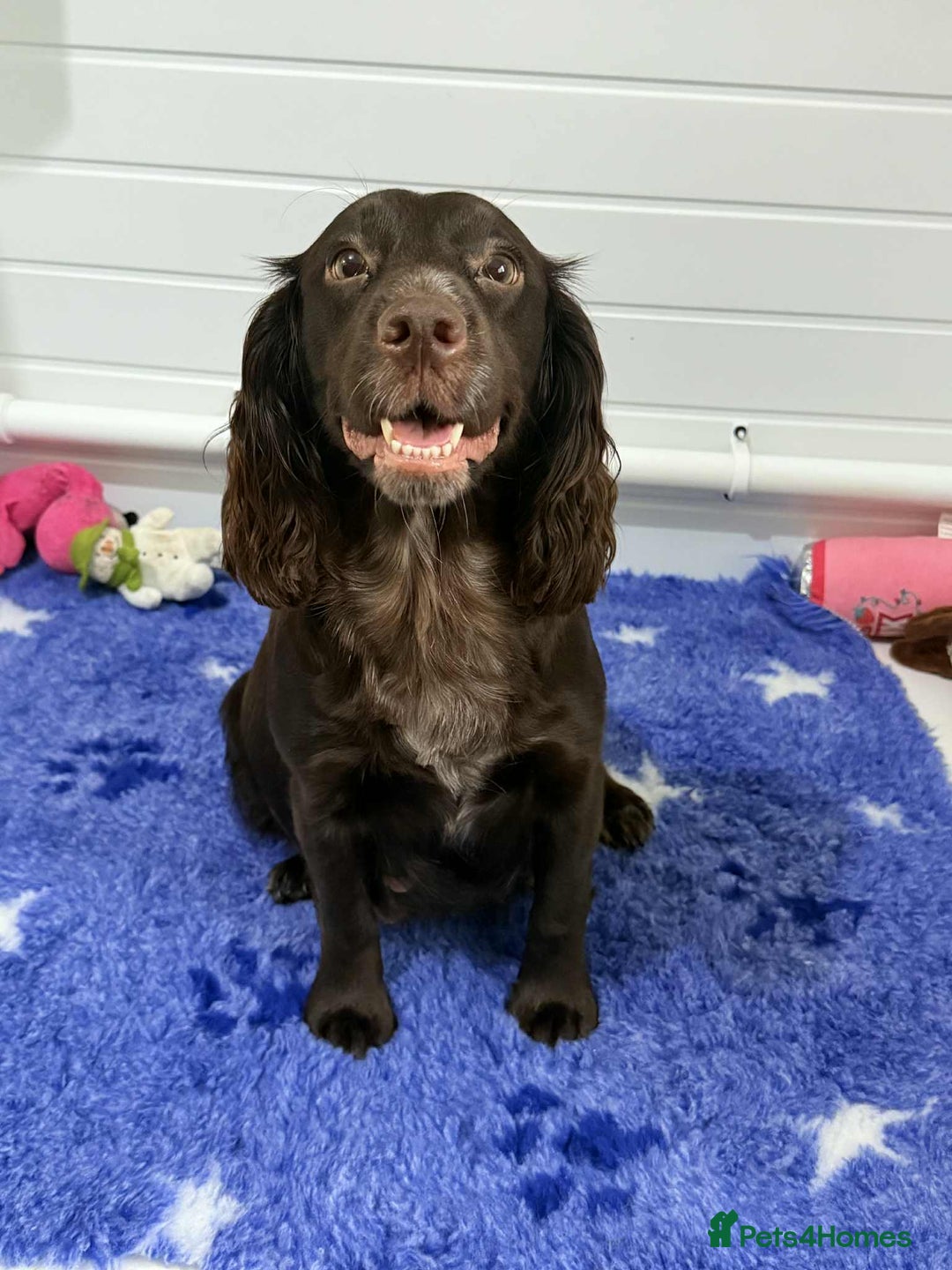 Cocker Spaniel dogs for sale: Working cocker spaniels - Image 22
