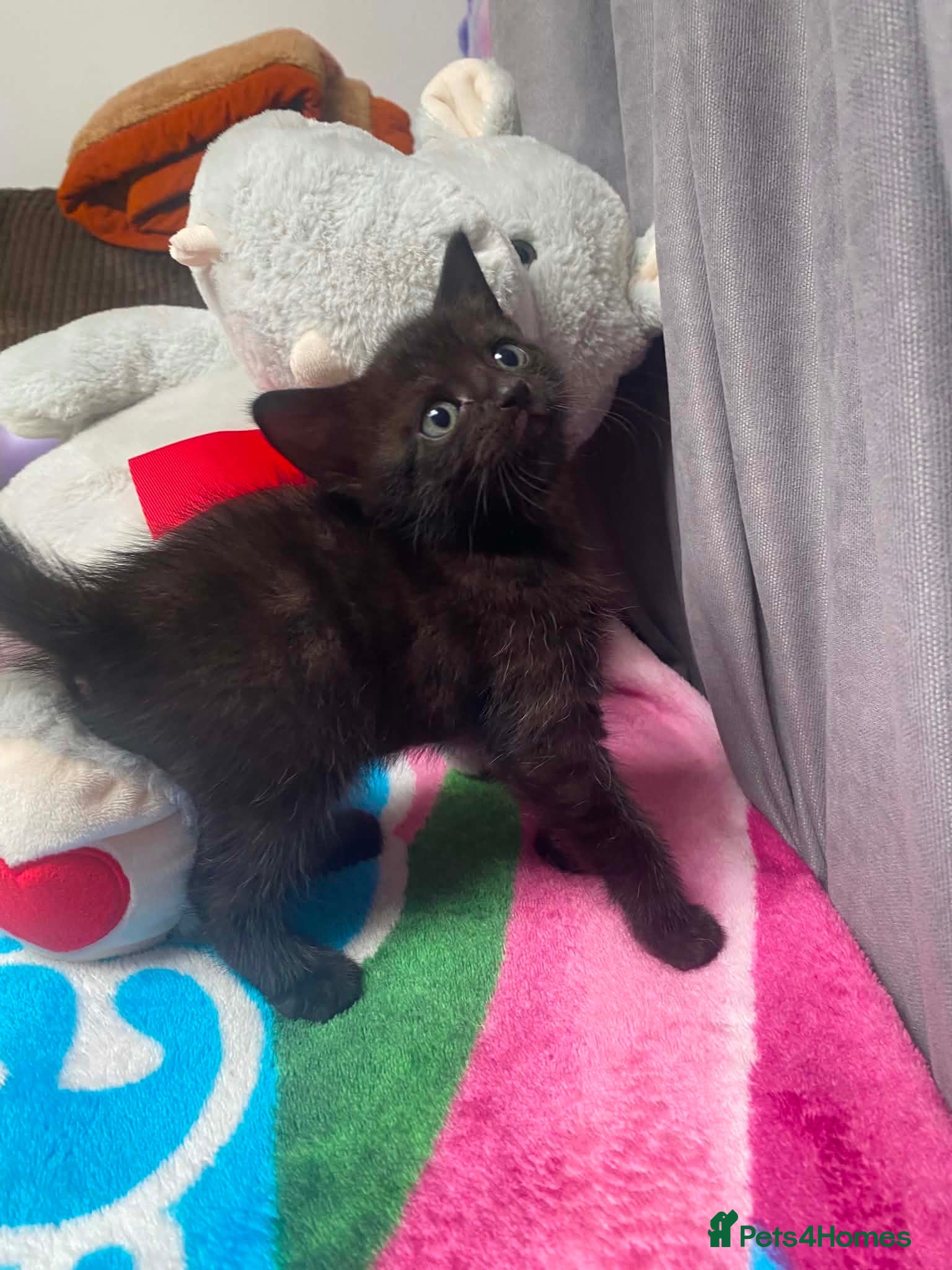 Mixed Breed cats 1 lovely kitten looking for new home - Advert 1